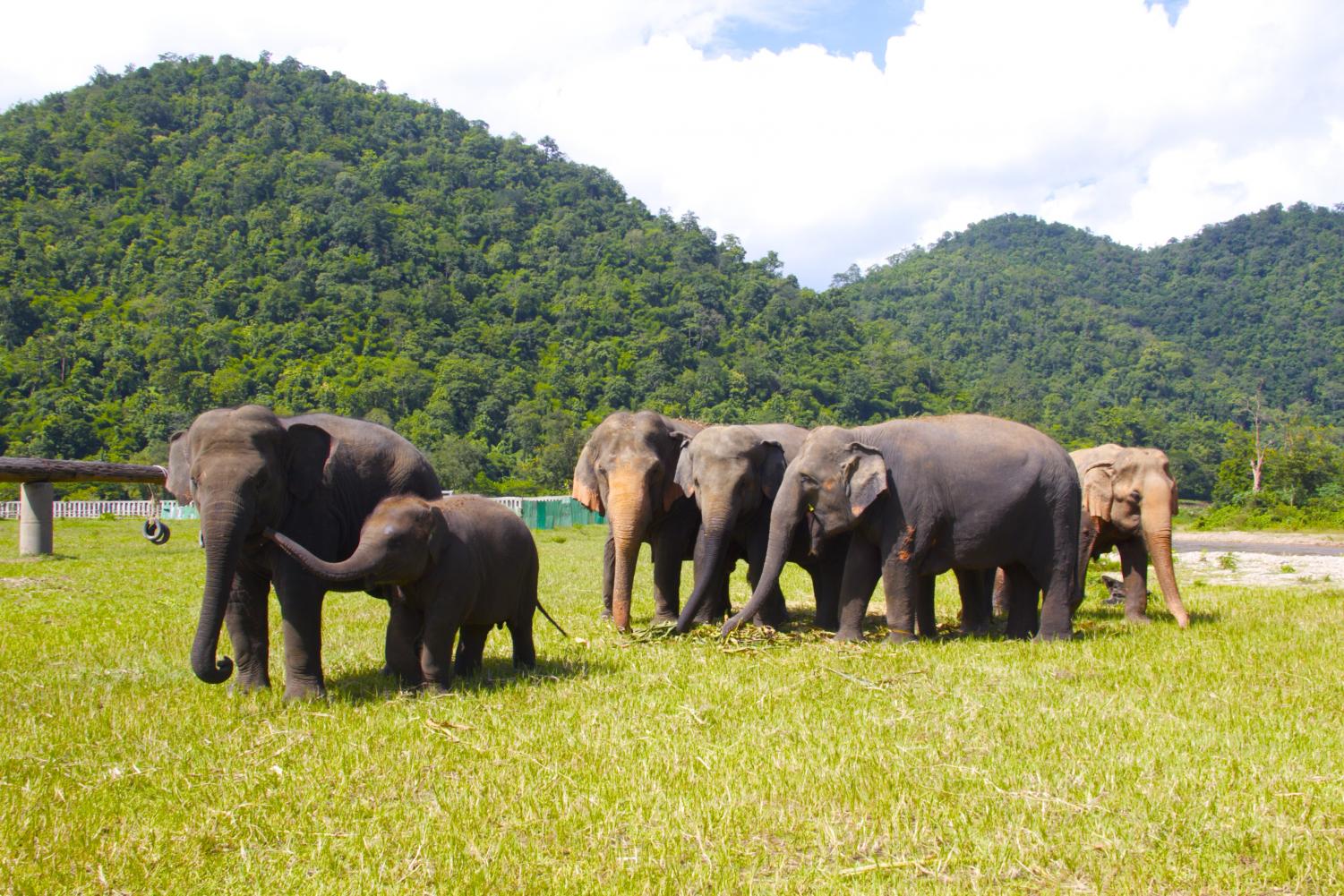 Elephant sanctuary park. Таиланд Слоновий парк. Чиангмай Таиланд заповедник слонов. Elephant nature Park Тайланд. Таиланд Пхукет слоны.