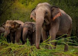 Promotion: Save the Elephants!