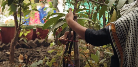 The ISB Community Garden